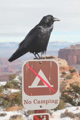 Hidden Nature- Canyonlands NP- Raven at Grand View